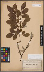 Foto von Salix caprea L.